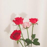 漂亮寓意好的花图片头像微信头像图片大全