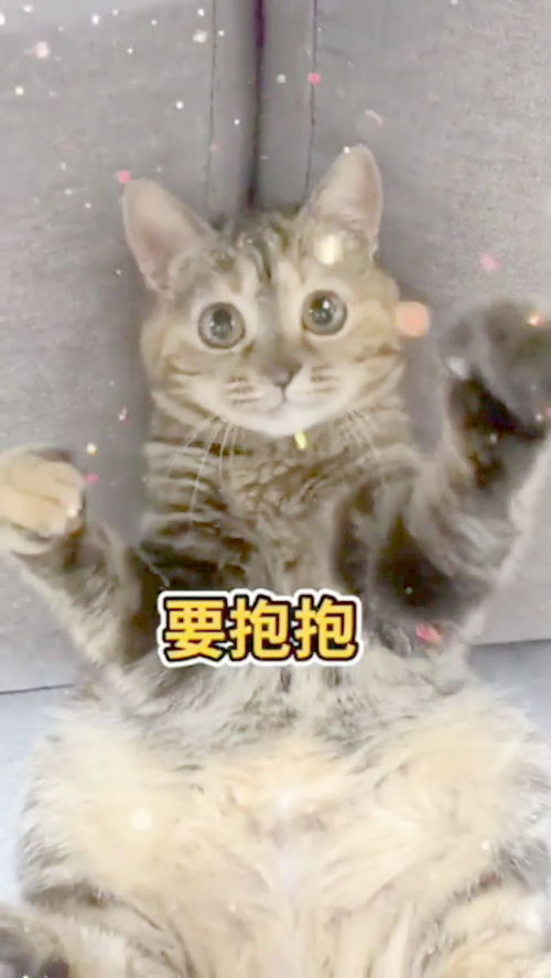 会坐着卖萌的小可爱,网友心都快萌化了
