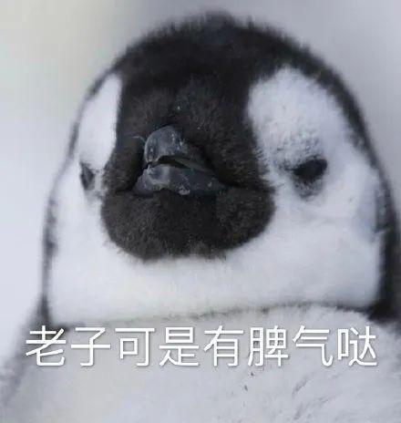 表情包猫咪版假装下线