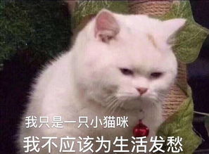 为什么有人说喜欢发猫表情包的男生是渣男