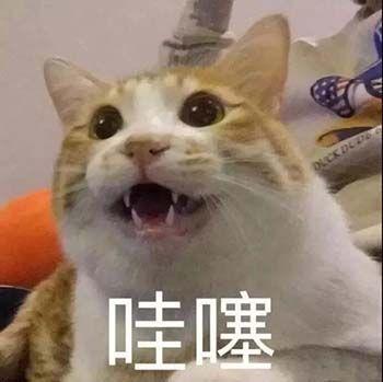生活不易猫猫叹气可爱的猫咪表情包