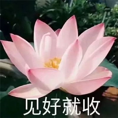 你有什么常用又有趣的表情包十