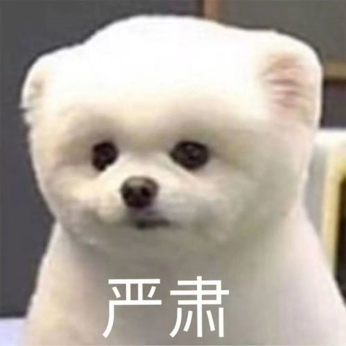 聊天是假,偷表情包是真
