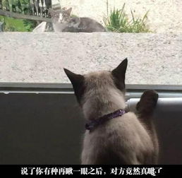 每日一蠢萌老娘哪有那么肥咬死你咬死你