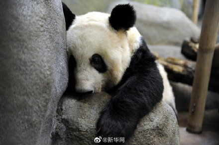 美国孟菲斯动物园说两只大熊猫身体健康
