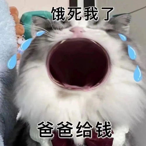猫猫张大嘴表情包无字