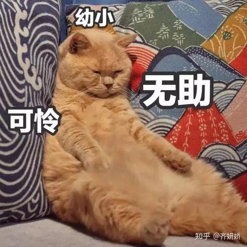 猫的表情包卖萌爱猫