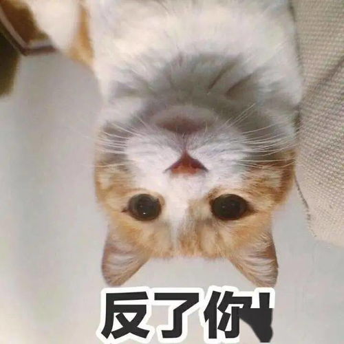 这伙人伪装成外卖小哥在海口街头砸车盗窃最后被警方一锅端了