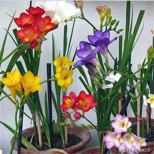 6种漂亮花,堪称香水花,冬天不怕冷,越冷花越香