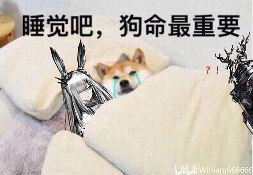 睡觉吧,狗命最重要7