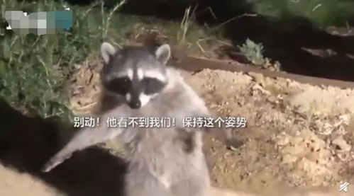 笑翻浣熊深夜串门被抓包,接下来一幕惊呆...网友秒变jpg
