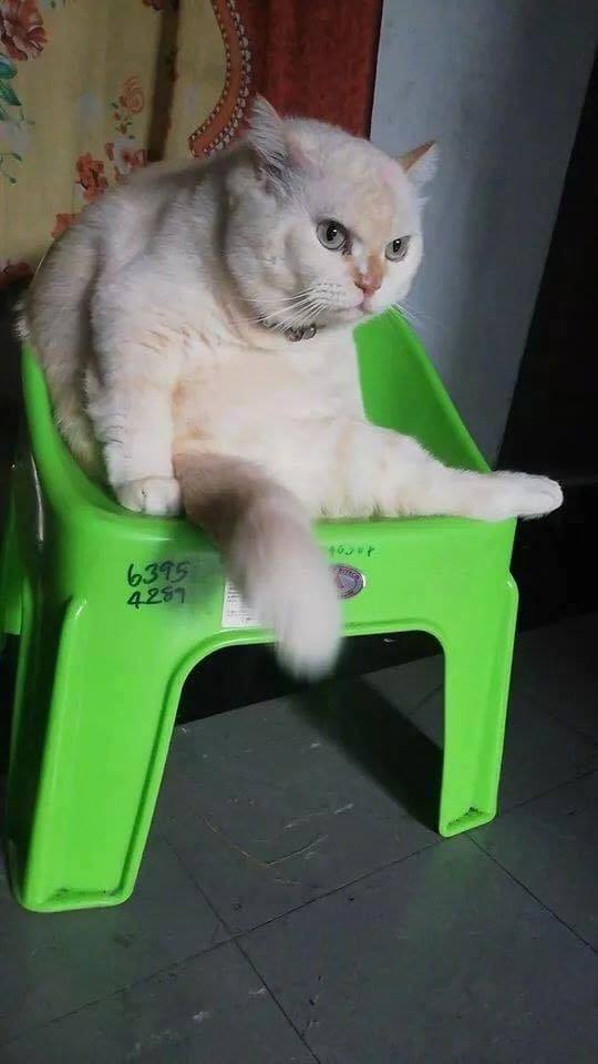 女子路过一个卖西瓜的摊位,正要砍价时,竟被猫老板的眼神鄙视了
