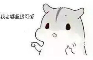 哄老婆表情包老婆大人对不起好喜欢老婆我老婆超级可爱