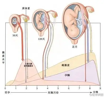 45张医学图片,直观理解妇产科