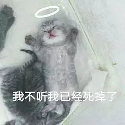 猫咪表情包喵