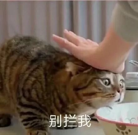 微信沙雕聊天表情包好慌问题大了