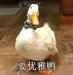 最近很火的鸭子表情包12张今天也爱你鸭