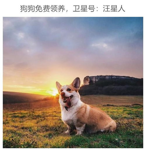 流浪柯基被寺院收养后,还修炼出了佛性