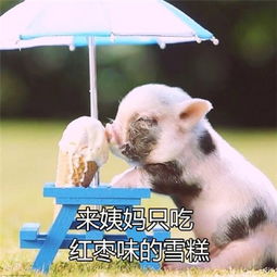 精致的猪猪女孩养生表情包最新版第一批90后开始养生了腾牛个性网
