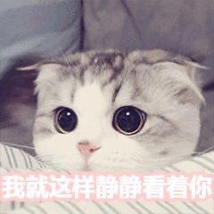 超级可爱的萌宠表情包,宠控一定会喜欢