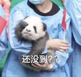 每日更新表情包国庆假期还要多久啊,生活不易,熊猫叹气
