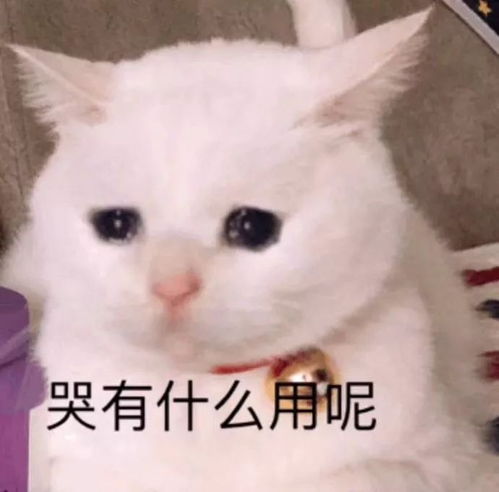听说,下学期不用转锦鲤的秘诀在此