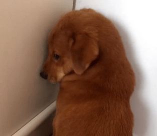 狗狗犯错后被罚面壁思过,悄悄回头表情太萌,主人笑到肚子疼