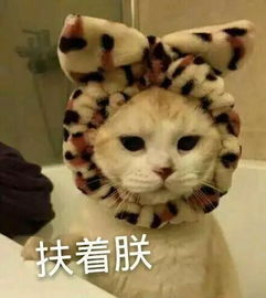 梦想还是要有的表情包推送搜狐搞笑搜狐网