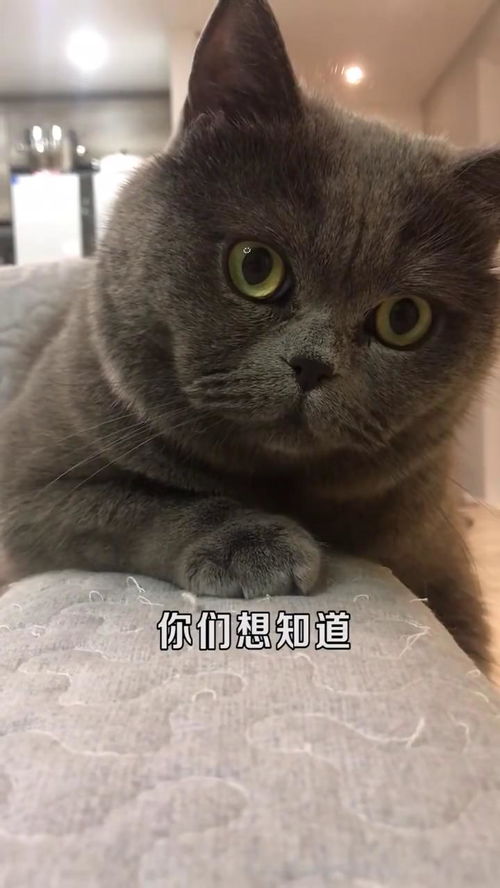 石头剪刀布表情包百战百胜