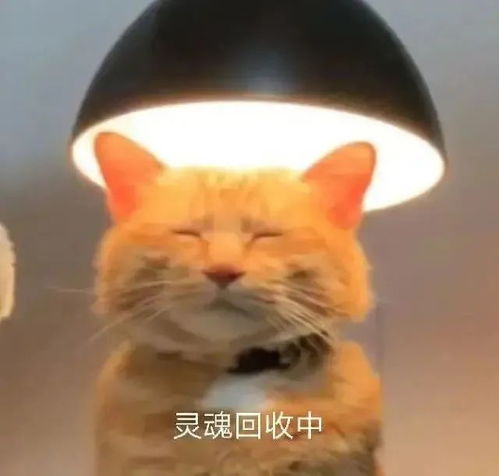 微信沙雕表情包可爱真的可以为所欲为