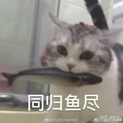 猫和狗谁更适合做表情包