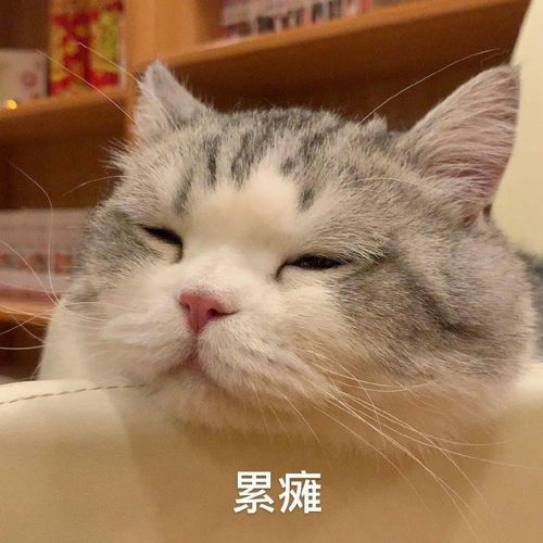 网红猫咪拖地猫大头表情包六