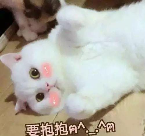 养猫是件复杂的事情吗铲屎官们说说你们的想法吧