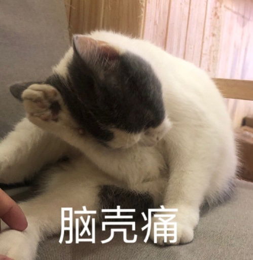 萌宠表情包一起洗澡澡鸭