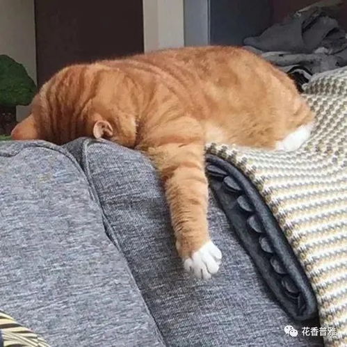 丧丧惹人爱小猫咪为什么连生气都这么可爱啊