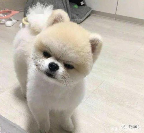 当博美出现这些行为时,说明它开始讨厌你了,别傻傻不知道
