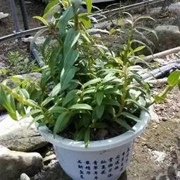 乐清铁皮石斛铁皮盆栽