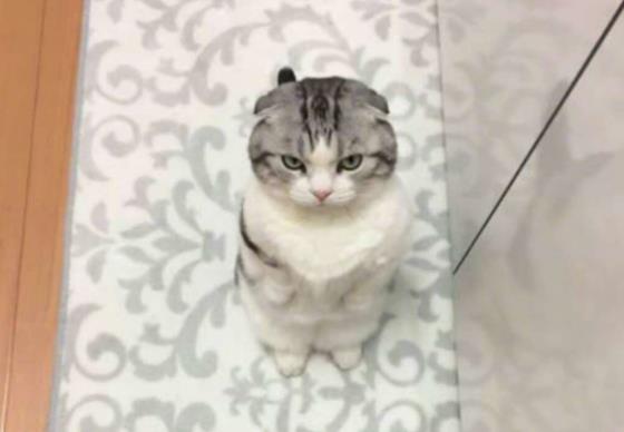主人缩减猫咪的食物,猫发现后经常跑厨房要吃的,哀怨的表情亮了