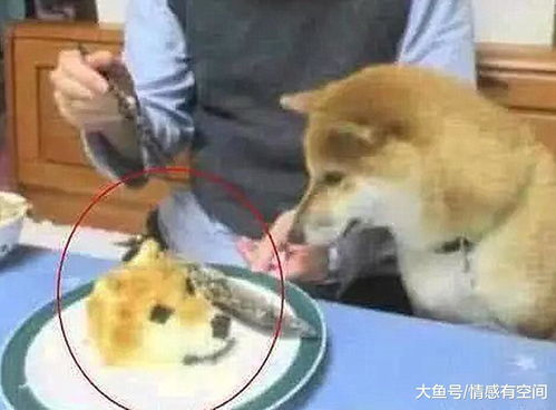 当狗子发现自己被端上餐桌时,狗子的表情瞬间入戏