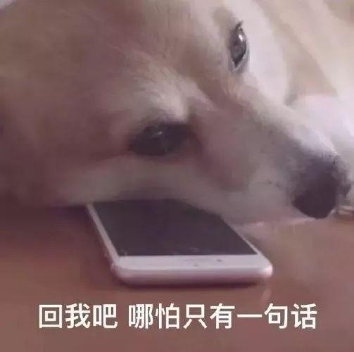 要了狗命了表情包