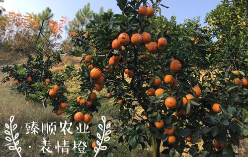 哇塞,脐橙也有表情包了
