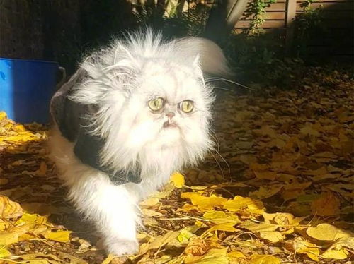 猫咪能有多丑呢看到这只满脸表情包的加菲猫,我是真服了