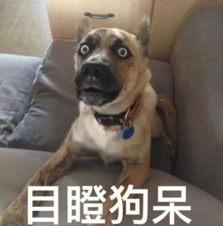 狗粮豪华套餐小编带你刷一波公交盛世美颜