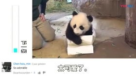 外国人看,三个小熊猫,上幼儿园的大熊猫,youtube油管老外歪果仁评论吐槽