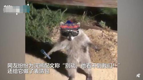 摸黑偷偷进花园,浣熊被抓包后吓成表情包别动,他看不到我们
