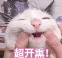 怎样下载有趣的表情包爱猫