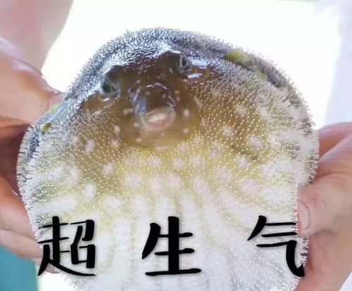 别生气表情包可爱河豚