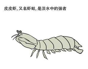 2017网络爆红流行语,为第一名疯狂打电话