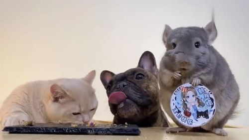 猫咪食物掉在桌子上被狗狗舔了一口,小猫嫌弃的表情好搞笑