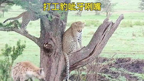 鬣狗来到花豹的小洋房,催促它出去狩猎,打工豹生闷气叫鬣老板滚